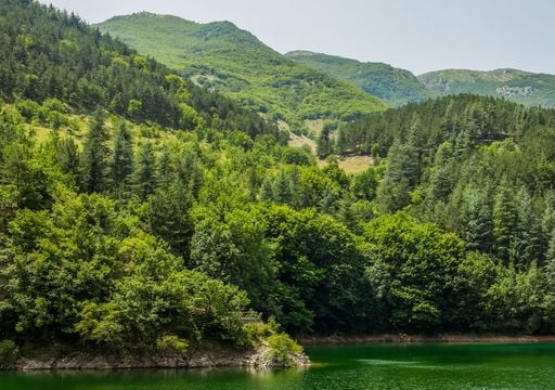 Il primo bosco vetusto d&rsquo;Italia: il santuario degli abeti dove vive l'albero pi&ugrave; alto d'Europa