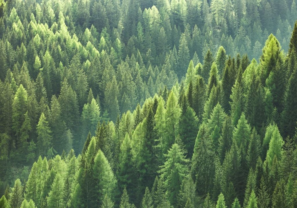 Bosco misto conifere Un bosco misto di abieti bianchi, verdi e pini