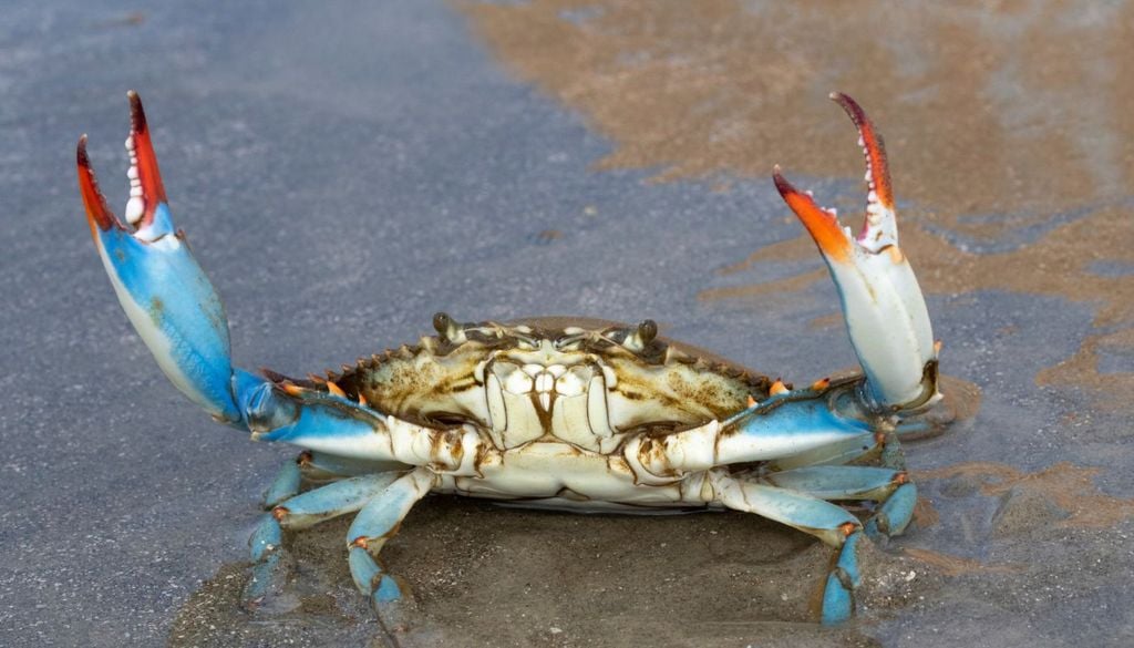Il granchio blu, specie aliena proveniente dall'Atlantico che sta portando scompiglio nel Mediterraneo