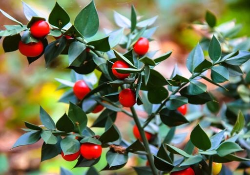 Il pungitopo sulla tavola di Capodanno: storia, simboli e usi di una pianta benaugurante