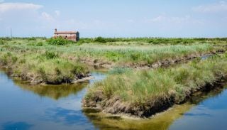 Il raro miele "salato" della laguna di Venezia che rischia di scomparire a causa del cambiamento climatico