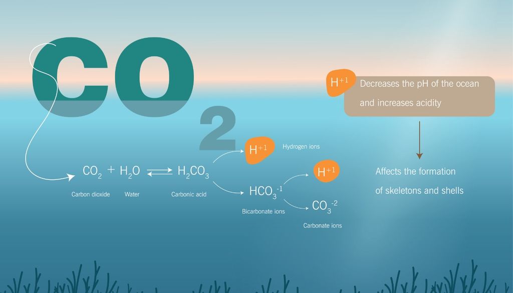 Conseguenze dell'acidificazione degli oceani.