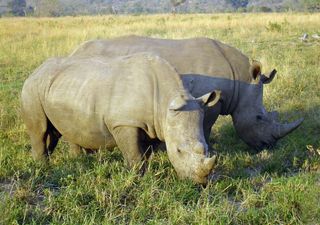 Il rinoceronte bianco settentrionale è funzionalmente estinto: disperato tentativo della scienza per salvare la specie
