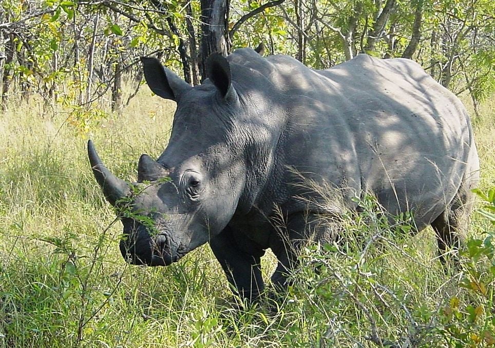 Esemplare di rinoceronte bianco.