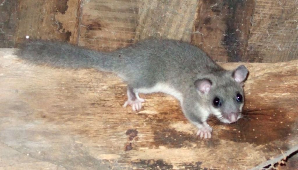 Ghiro. Il ghiro è un animale prevalentemente notturno, che durante il giorno dorme nella propria tana e, durante l’inverno, soprattutto nei luoghi caratterizzati da climi freddi, va in letargo.