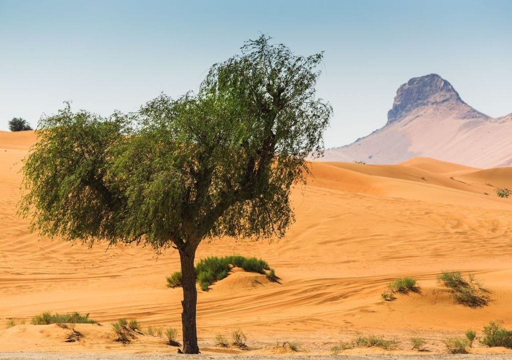 The Sahara Desert is one of the hottest and driest places on our planet, where it may not rain for several years.  This is why it is one of the most inhospitable places on Earth.