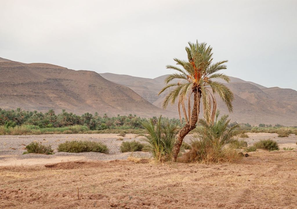 In particular, the Sahel region, in the far south of the Sahara, is home to more than 1.8 billion single trees.  Some of them were discovered in very remote areas, difficult to reach even for humans.