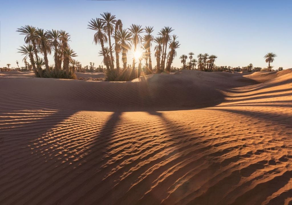 The growth of vegetation is noticeable even in the middle of the desert, in places where just a few years ago there was no trace of trees or thorny bushes, between sand dunes and vast rocky expanses.