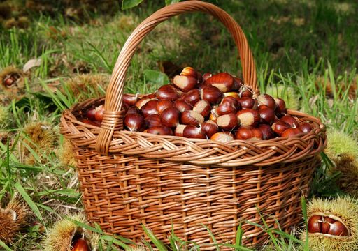 Il segreto dei cercatori di castagne: non guardare per terra, ma osservare il bosco secondo queste semplici regole