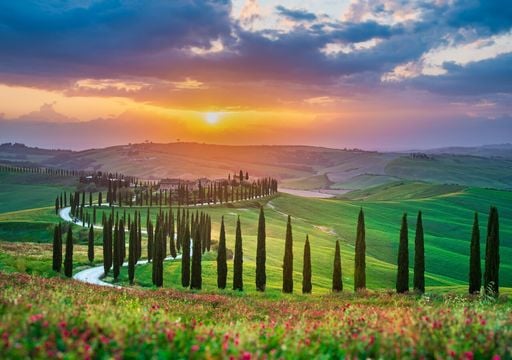 Il segreto dei cipressi toscani: una forma scolpita dal clima mediterraneo