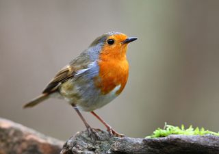 Aves migratórias, símbolo da migração outonal que anuncia a chegada do Natal