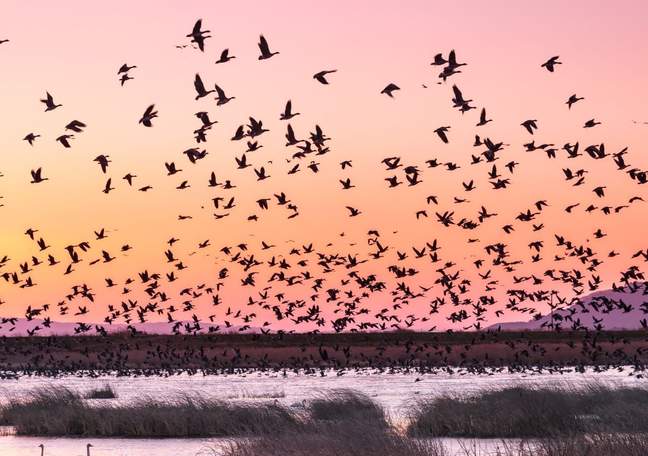 Uccelli migratori, il simbolo della migrazione autunnale che annuncia  l'arrivo del Natale