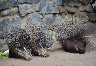 The Surprising Porcupine, an African Mammal Which Has Also Been Present in Italy for Miillennia