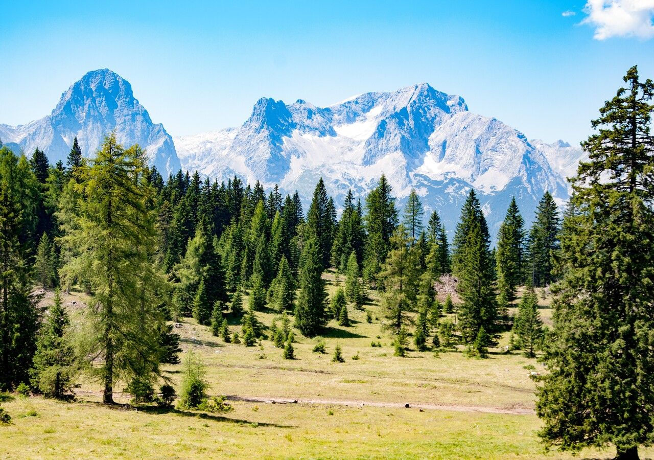 Il pino cembro, detto anche cirmolo, è un simbolo delle Alpi ed è apprezzato per i suoi numerosi impieghi: scopri quali