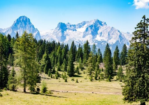 Il suo legno favorisce il sonno e i suoi frutti sono un tesoro, l’albero alpino più ricercato