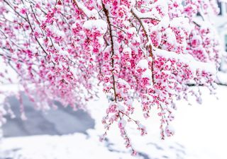 Il tempo previsto in questa primavera 2025 secondo il meteorologo Daniele Ingemi: importanti sorprese in arrivo 