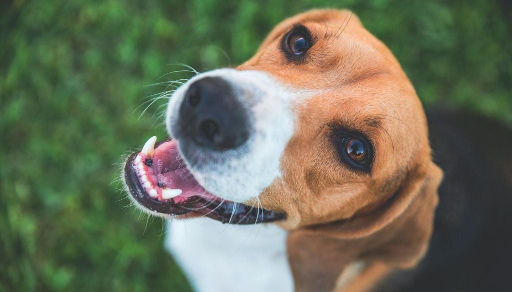 Anche il movimento degli occhi può attirare l'attenzione del cane e provocare una risposta