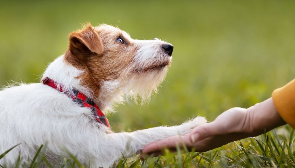 Un cane dà la zampa ad una persona: un gesto spesso associato alla ricerca di contatto