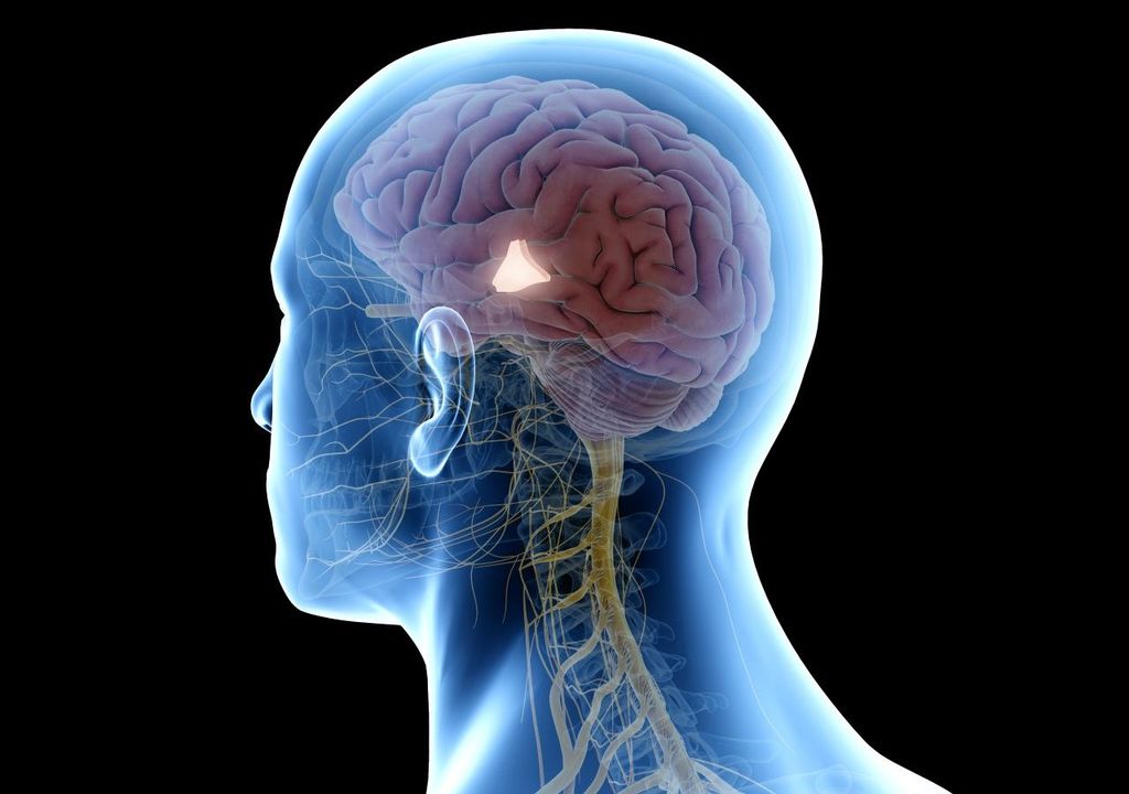 Struttura del cervello. Struttura del cervello.