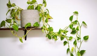 Il tuo pothos produce liane senza foglie? Cause e rimedi per farlo tornare folto