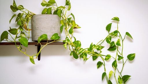 Il tuo pothos produce liane senza foglie? Cause e rimedi per farlo tornare folto