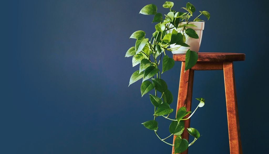 Pothos ricadente