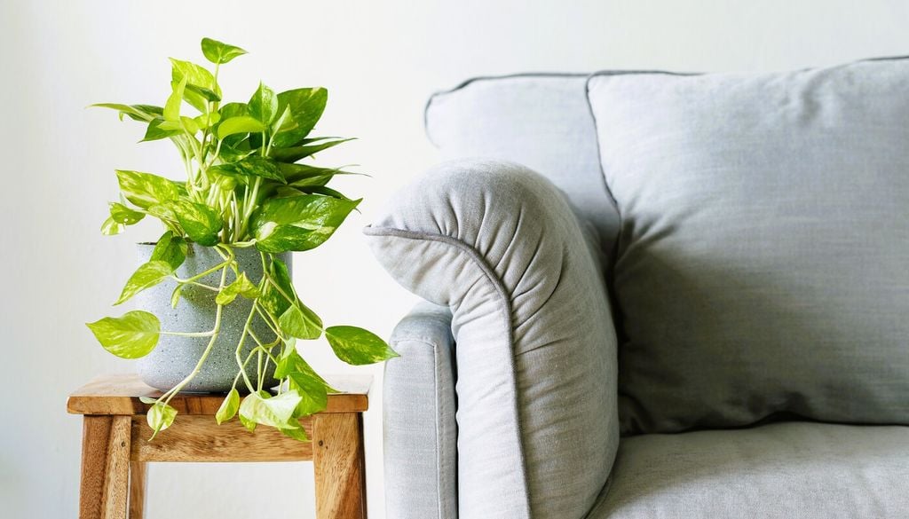 La casa offre al pothos un ambiente protetto dove la temperatura non scenda mai sotto i 10-12 °C