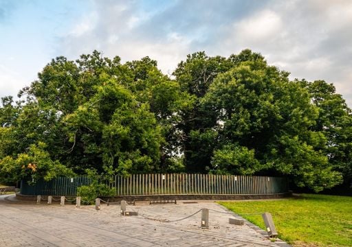 Il viaggio in Sicilia per abbracciare l'albero di 4.000 anni che protesse una regina e cento cavalieri dalla tempesta