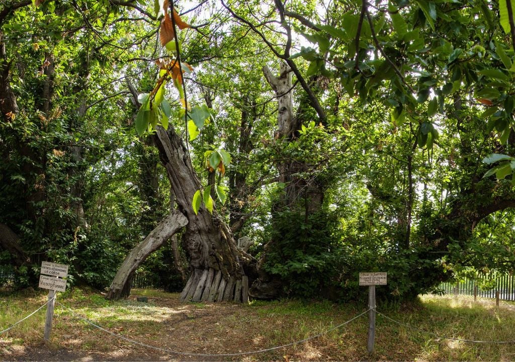 Castagno dei Cento Cavalli - sicilia Castagno dei Cento Cavalli - sicilia