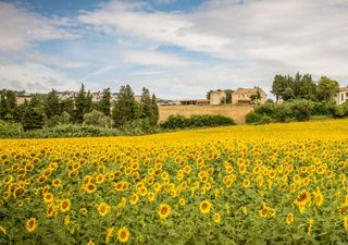 Il villaggio delle ceramiche colorate: tra vicoli d'arte e tradizione sulle colline marchigiane 