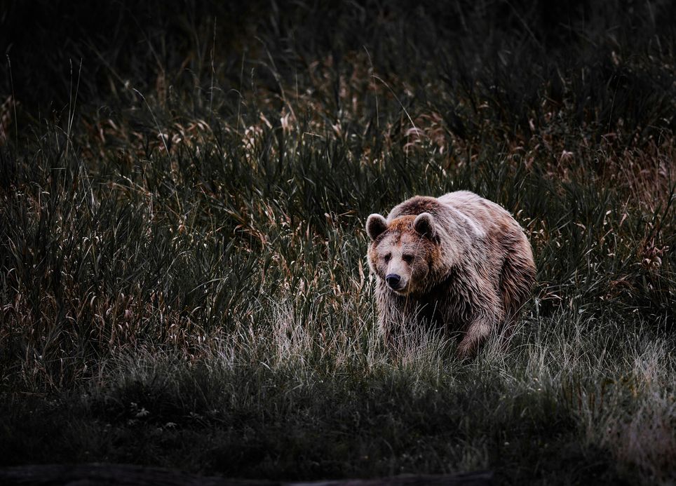 Cada vez hay más osos en los Pirineos, pero ¿es esto una buena noticia?. Noticias en tiempo real