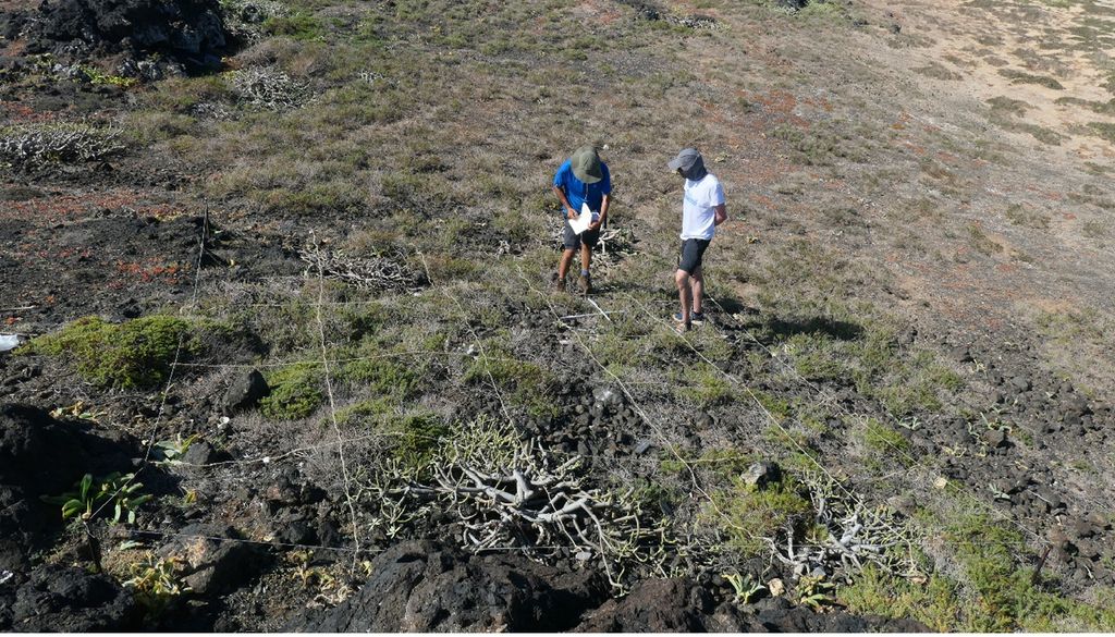 Ilhéu de Fora, Selvagens, Madeira Os ecossistemas das Selvagens são regularmente estudados e monitorizados desde a década de 1960 por investigadores de todo o país. Foto: IFCN Madeira