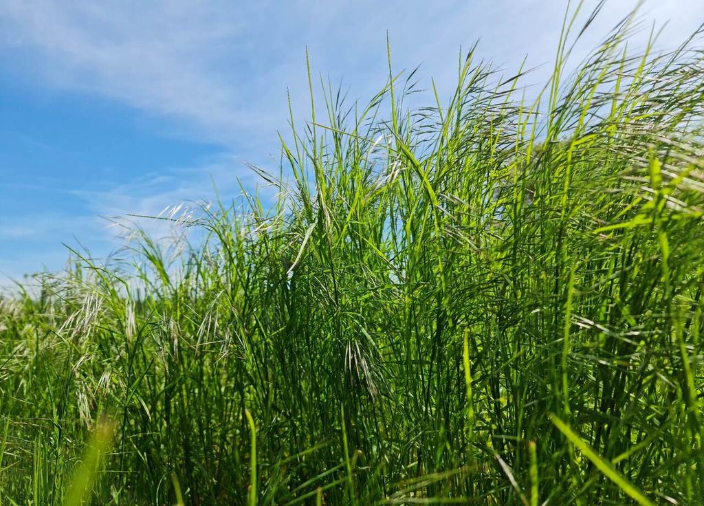 Les graminées poursuivent leur développement. Avec des températures proches des 20°C voire supérieures, leur croissance et pollinisation s'accentuent.