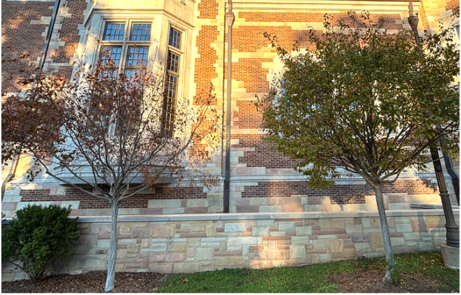 Una vista nocturna de los árboles en la Universidad de Vanderbilt en Nashville, Tennessee, muestra que el árbol de la izquierda, ubicado en un área sin iluminación, perdió la mayoría de sus hojas en el otoño de 2025. El árbol de la derecha, expuesto a la luz artificial por la noche de una farola, permanece verde hasta más tarde en la temporada. Fotos de He Yi, Universidad de Vanderbilt