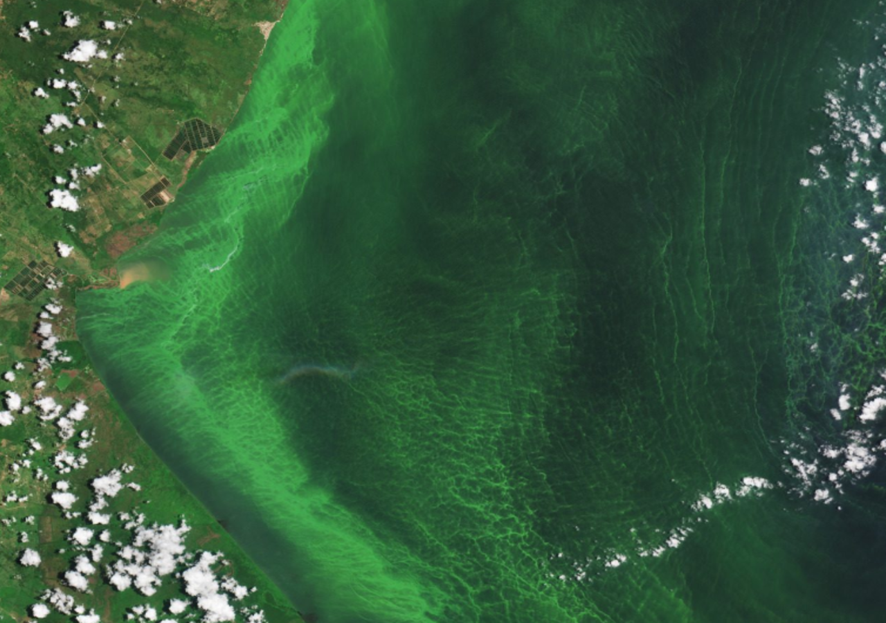 Las imágenes satelitales indican que el 70 % de la superficie del lago Maracaibo está cubierta por el verdín. (Imagen: Agencia Espacial Europea)