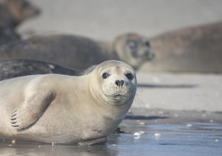 Immer mehr Robben leben im Wattenmeer