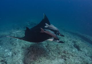 ¡Impactante! Conoce 5 animales marinos que se encuentran en peligro de extinción