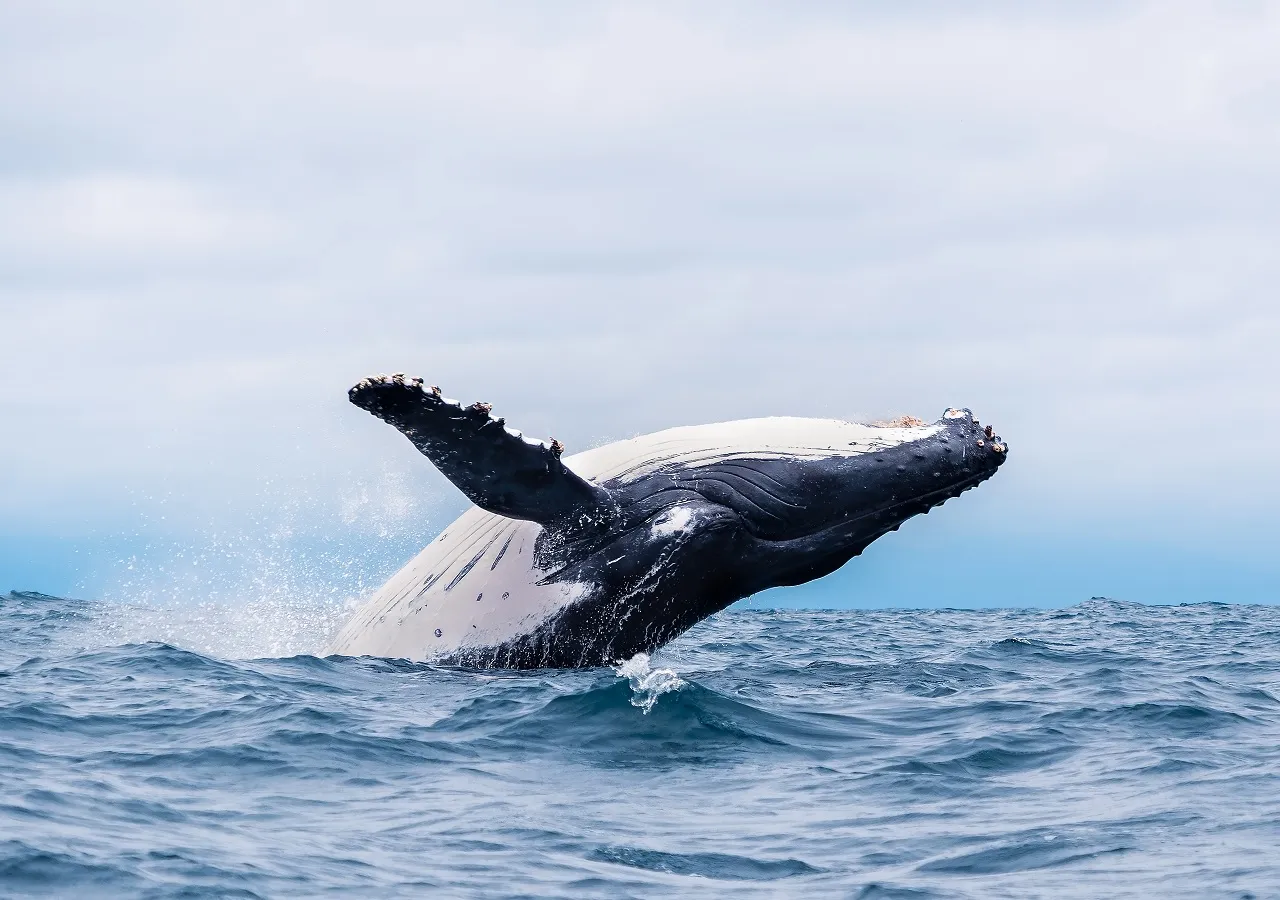 Impactante! Conoce 5 animales marinos que se encuentran en peligro de  extinción