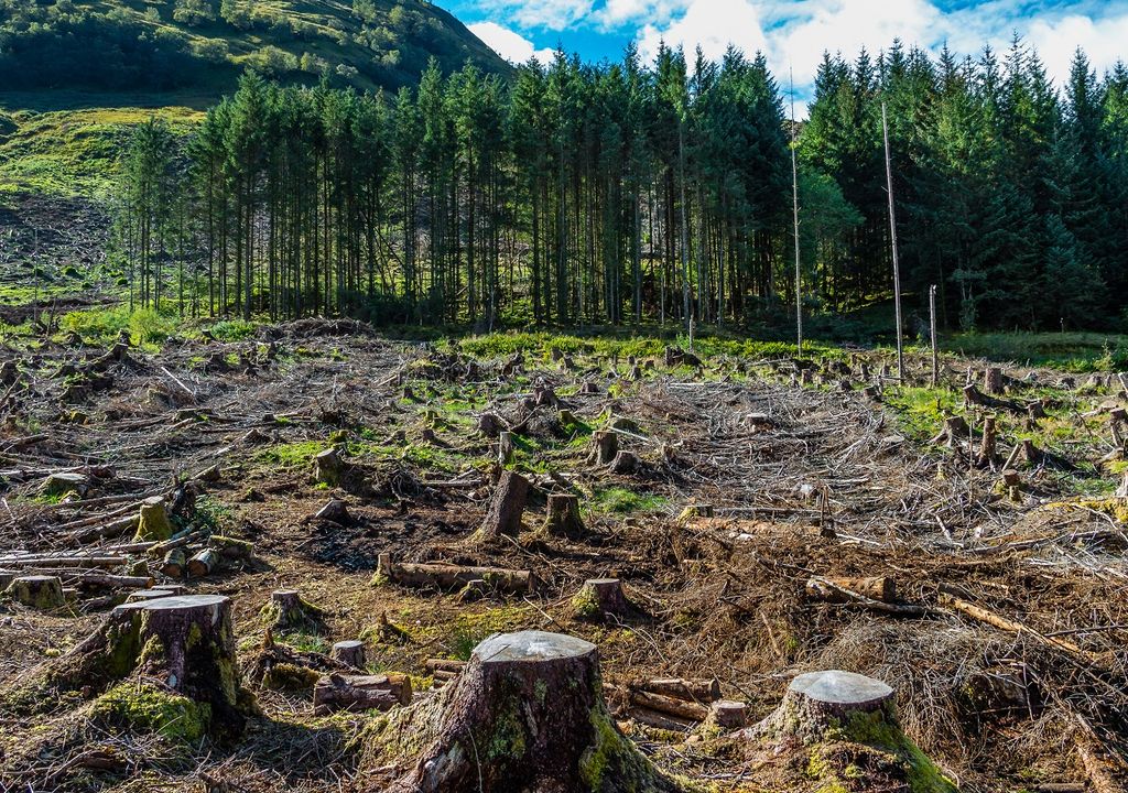 árboles; recursos naturales árboles; recursos naturales