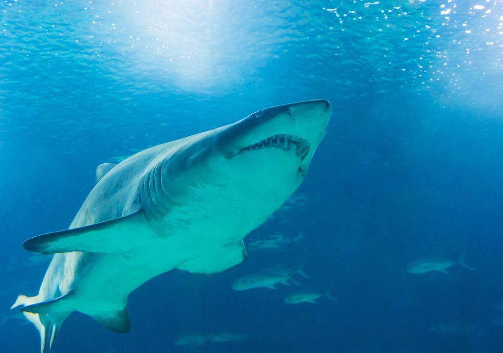 tiburón, vida marina