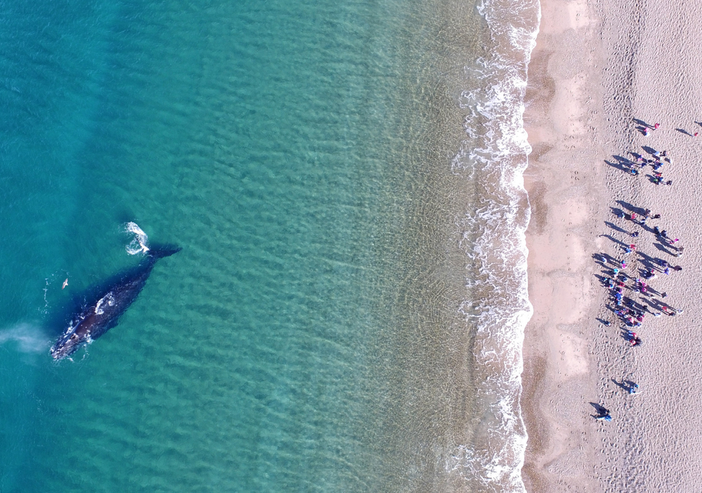 Las primeras balllenas comenzaron a llegar a las costas de Puerto Madryn e inicia uno de los espectáculos naturales más asombrosos de Argentina: su avistaje. Foto: Gentileza Maxi Jonas