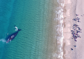 &iexcl;Llegaron las primeras ballenas a Puerto Madryn! Las impactantes im&aacute;genes que anticipan una gran temporada