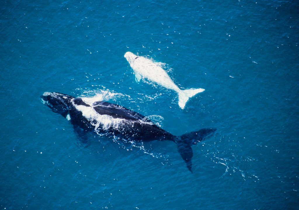 Si bien la temporada oficial de avistaje de ballenas comienza entre el 9 y el 10 de junio, los primeros cetáceos ya llegaron al lugar. Foto: Gentileza Frank Wirth