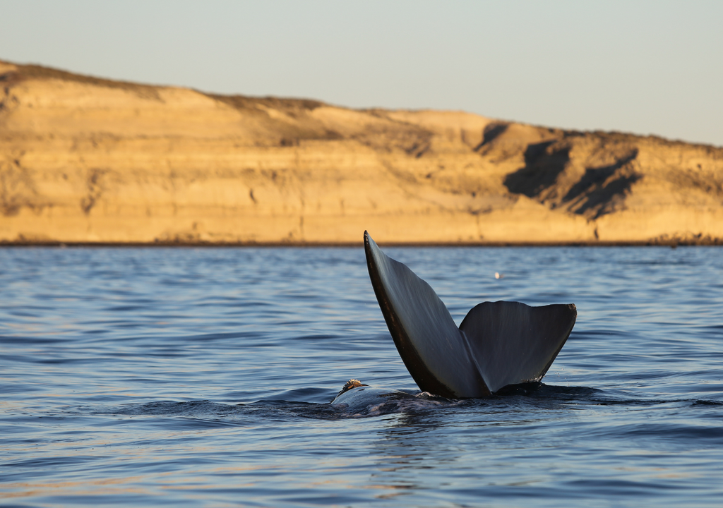 En el Área Natural Protegida El Doradillo las ballenas pueden verse cerca desde la costa y sin necesidad de embarcar. Foto: Gentileza Frank Wirth