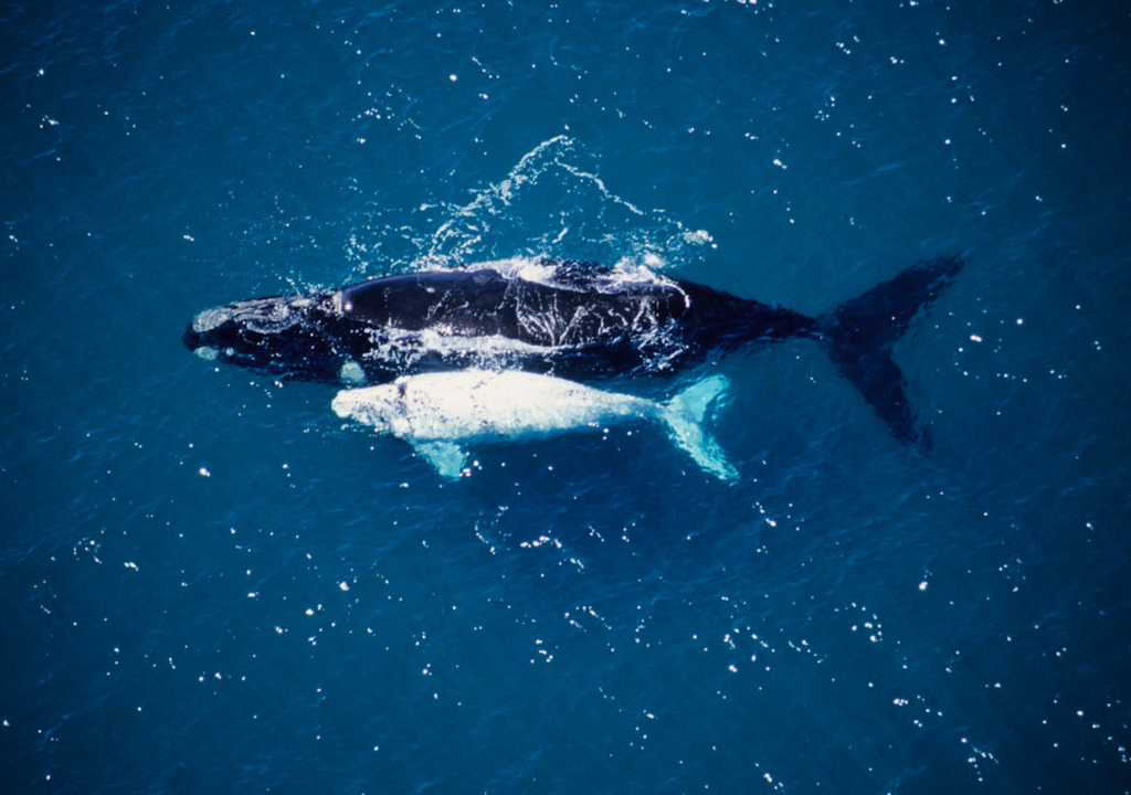 Desde Puerto Pirámides, los visitantes pueden embarcar y, a pocos metros de la costa, navegar entre ballenas y sus crías; así como también entre sus colas y saltos. Foto: Gentileza Frank Wirth