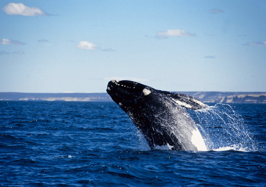 Chubut impulsa protocolos especiales para que el turismo no sea invasivo y no se altere el ecosistema ni el hábitat de las ballenas. Foto: Gentileza Frank Wirth