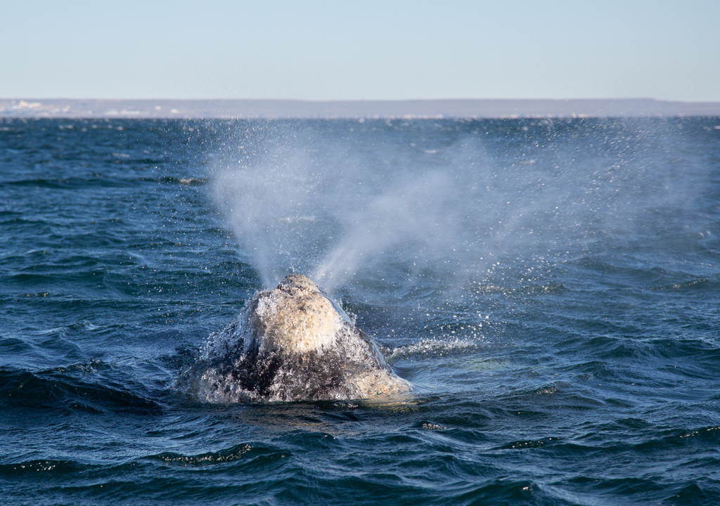 Por temporada se registran unas 2.200 ballenas en el Golfo Nuevo. Para no alterarlas demasiado, entre otras cosas, hay un cupo de embarcaciones en simultáneo permitidas. Foto: Gentileza Frank Wirth