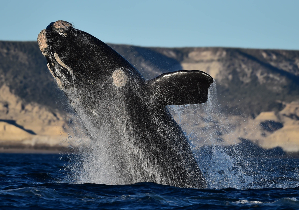 Una de las experiencias más recomendadas e indescriptibles es la de navegar entre soplidos, saltos y coletazos de ballenas. Foto: Gentileza Maxi Jonas