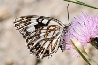 Impacto de las sequías en los pájaros y mariposas del Mediterráneo