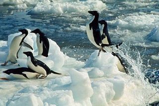 Impacto del calentamiento global sobre los pingüinos de la Antártida